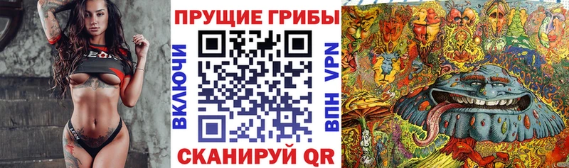 omg ссылки  Шацк  Галлюциногенные грибы Psilocybine cubensis 